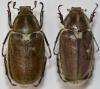 Anoxia villosa